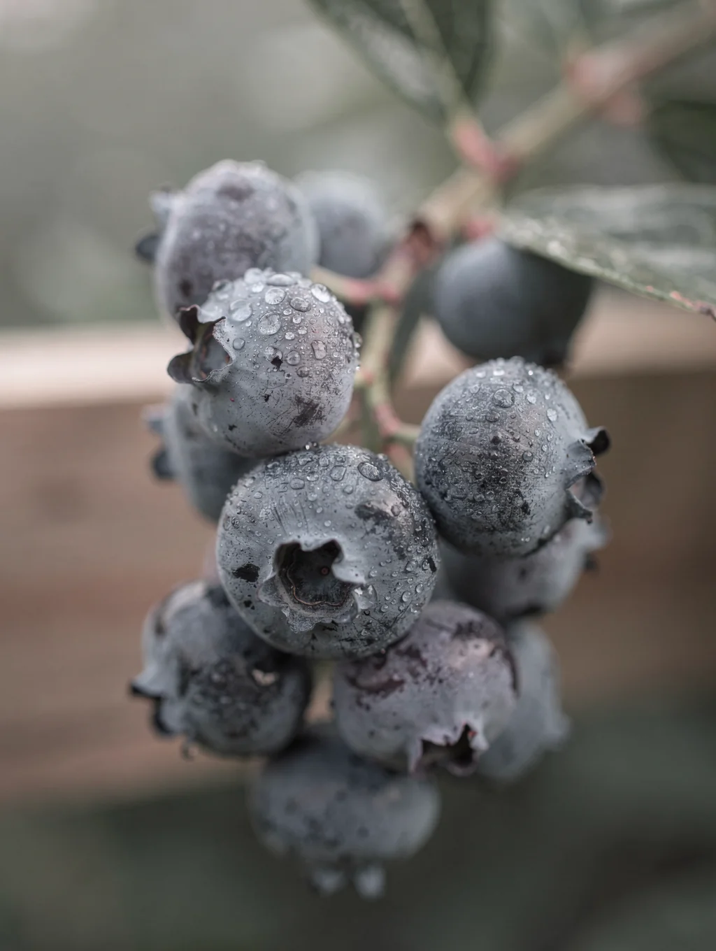 Wild forest blueberries: antioxidant powerhouses explained